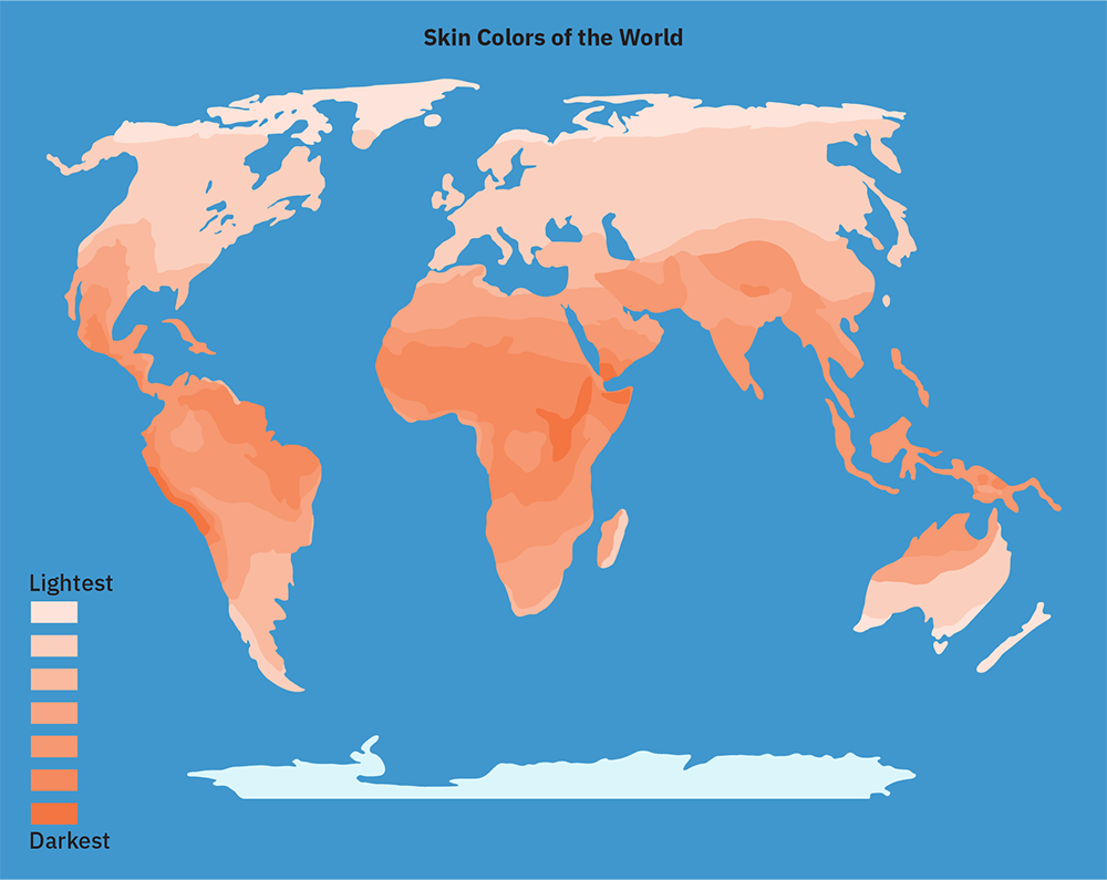 Une carte du monde montrant les couleurs de peau prédites des personnes en fonction des niveaux de rayonnement ultraviolet dans la région où elles vivent. Les couleurs les plus foncées sont les plus proches de l'équateur et les couleurs s'éclairent progressivement en s'éloignant de l'équateur.