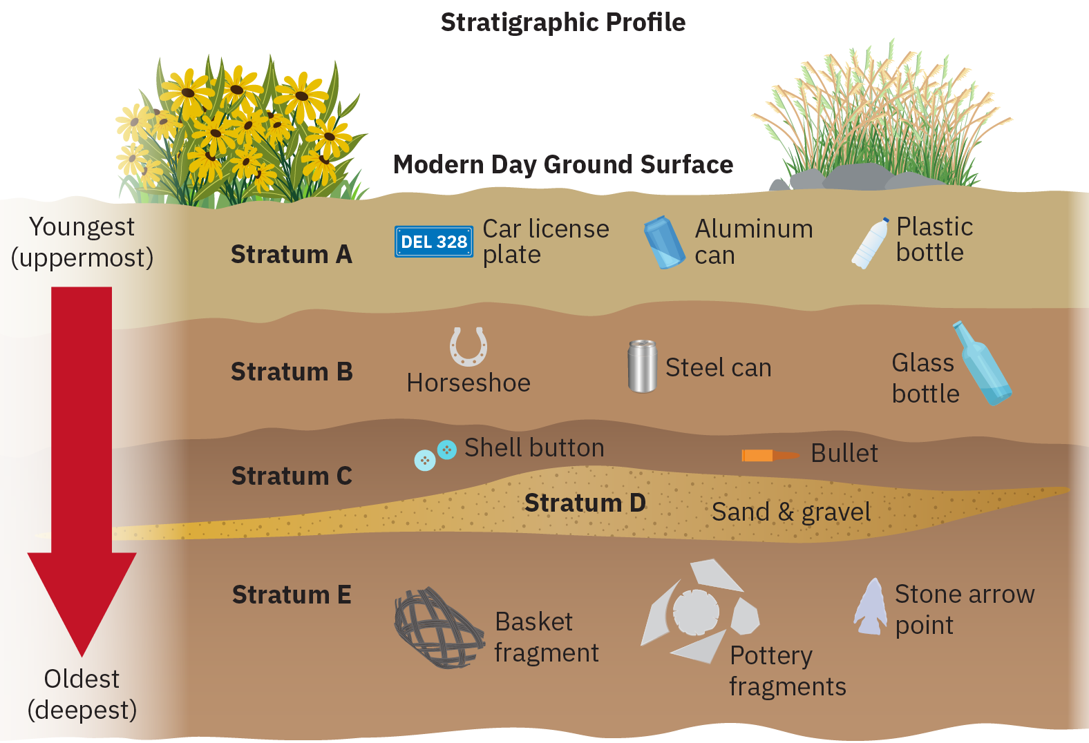 描绘了想象中的地球地下横截面的地层剖面图的草图。 箭头表示靠近底部的物品较旧，而靠近顶部的物品则较新。 标有 Stratum E 的最低关卡显示为包含篮子碎片、陶器碎片和石箭点。 上方显示了地层 D，其中包含沙子和砾石。 向上移动的下一层是 Stratum C，它包含两个弹壳纽扣和一颗子弹。 除此之外，Stratum B 包含一个马蹄铁、一个钢罐和一个玻璃瓶。 最上层的 Stratum A 包含一个汽车牌照、一个铝罐和一个塑料瓶。