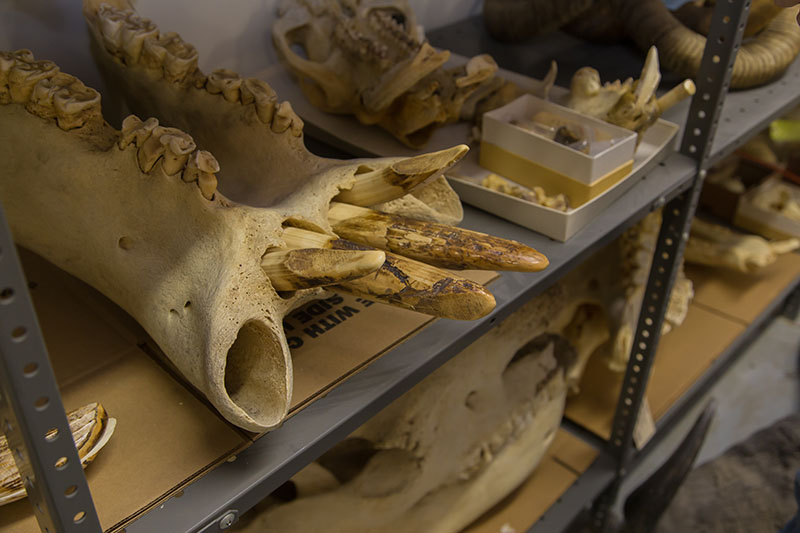 Une collection d'os de différentes espèces animales stockés sur des étagères