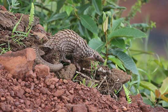 A color photograph of a small rat-shaped animal with large scales, a long tail, and a long snout. This one is walking across a muddy space of ground with plants in the background.