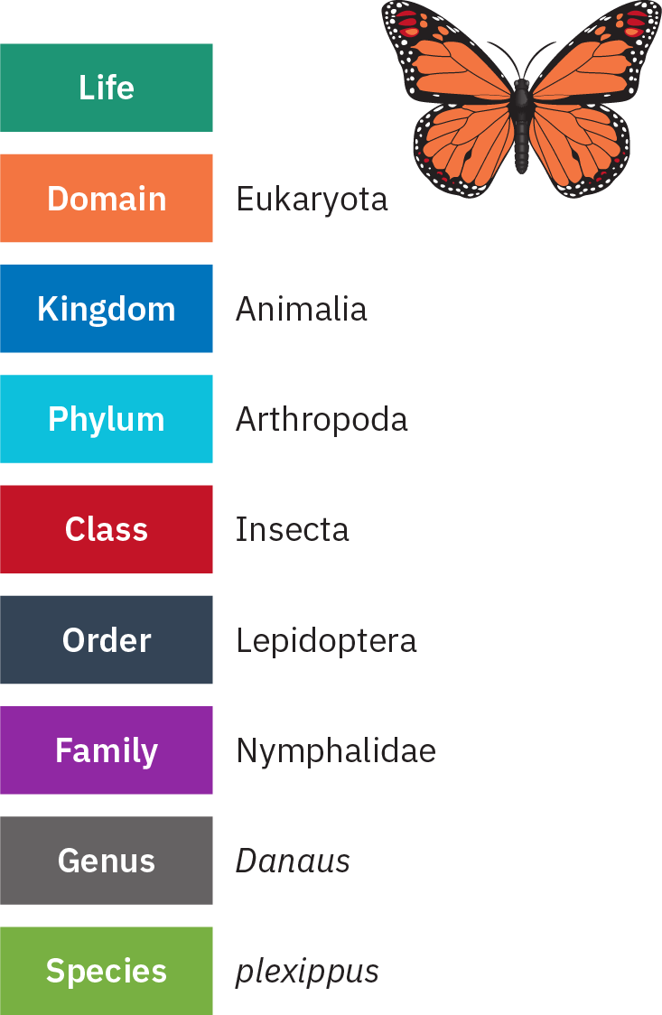 Chart containing the following information, beginning with the most general classification and moving to the most specific: 1) Life; 2) Domain - Eukaryota; 3) Kingdom - Animalia; 4) Phylum - Arthropoda; 5) Class - Insecta; 6) Order - Lepidoptera; 7) Family - Nymphalidae; 8) Genus - Danaus; 9) Species - plexippus.