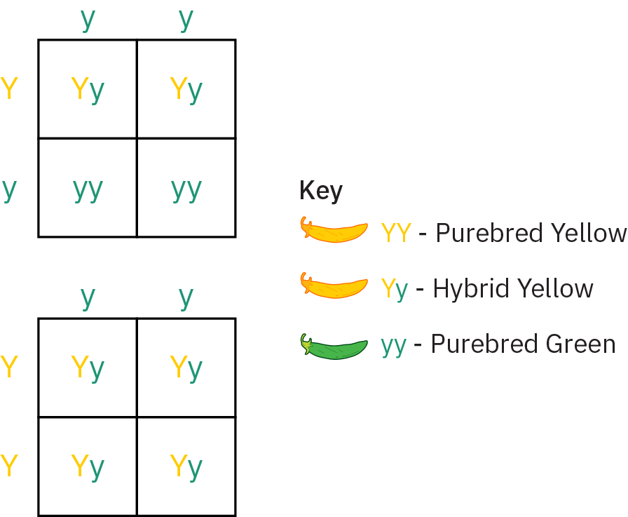 Top chart shows a cross between a plant represented by two green y’s, indicating purebred green, and a plant represented by one green and one yellow y, indicating hybrid yellow. Crosses result in two plants represented by two green y’s (purebred green) and two represented by a yellow and green y (hybrid yellow). Bottom chart shows a cross between a plant represented by two green y’s (purebred green) and a plant represented by two yellow y’s (purebred yellow). All four offspring are represented by one green and one yellow y (hybrid yellow).