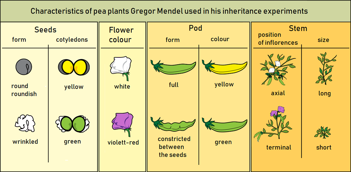豌豆植物不同性状的图表。 在 “种子” 类别下出现 “圆形或圆形” 和 “起皱” 的特征；以及 “黄色” 和 “绿色”。 在 “花的颜色” 类别下，选项为 “白色” 或 “紫红色”。 豆荚被描述为 “已满” 或 “收缩在种子之间”，也被描述为 “黄色” 或 “绿色”。 词干选项为 “轴向” 或 “终端”、“长” 或 “短”。 &# 8221;