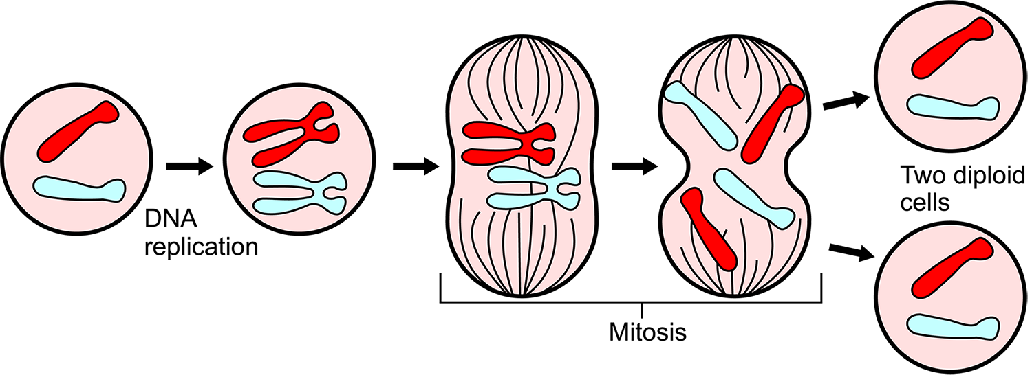 Diagram illustrating the following steps. 1) DNA replicates within a single cell; 2) Cell expands and splits, with one portion of the replicated DNA moving into each of the two sections of the splitting cell; 3) Two diploid cells are created, each identical to the original cell.
