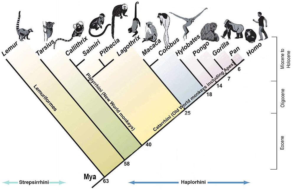 灵长类动物进化图。 左边是一条标有 “mya” 的线（数百万年前），分数从63到0。 沿着这条线出现树枝，上面标有各种灵长类动物。 在 63 mya，狐猴出现；在 58 mya Tarsius 出现；在 40 mya 时，出现 Platyrrhini（新世界猴子）的台词，分为 Callithrix、Saimiri、Pithecia 和 Lagothrix 类别。 主线现在被标记为 Catarrhini（包括猿类在内的旧世界猴子）。 在 5 月 25 日，出现了一根分支，它进一步分支到马卡卡和哥伦布。 其余的分支是：18mya 的 Hylobates、14 mya 的 Ponogo、7 mya 的 Gorilla、6 mya 的 Pan 和位于零标记的 Homo（人类）。