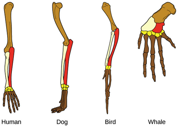 Schéma des membres de différentes espèces : bras humain, patte de chien, aile d'oiseau et nageoire de baleine. Dans chaque structure, les trois mêmes os sont mis en évidence à peu près aux mêmes endroits.