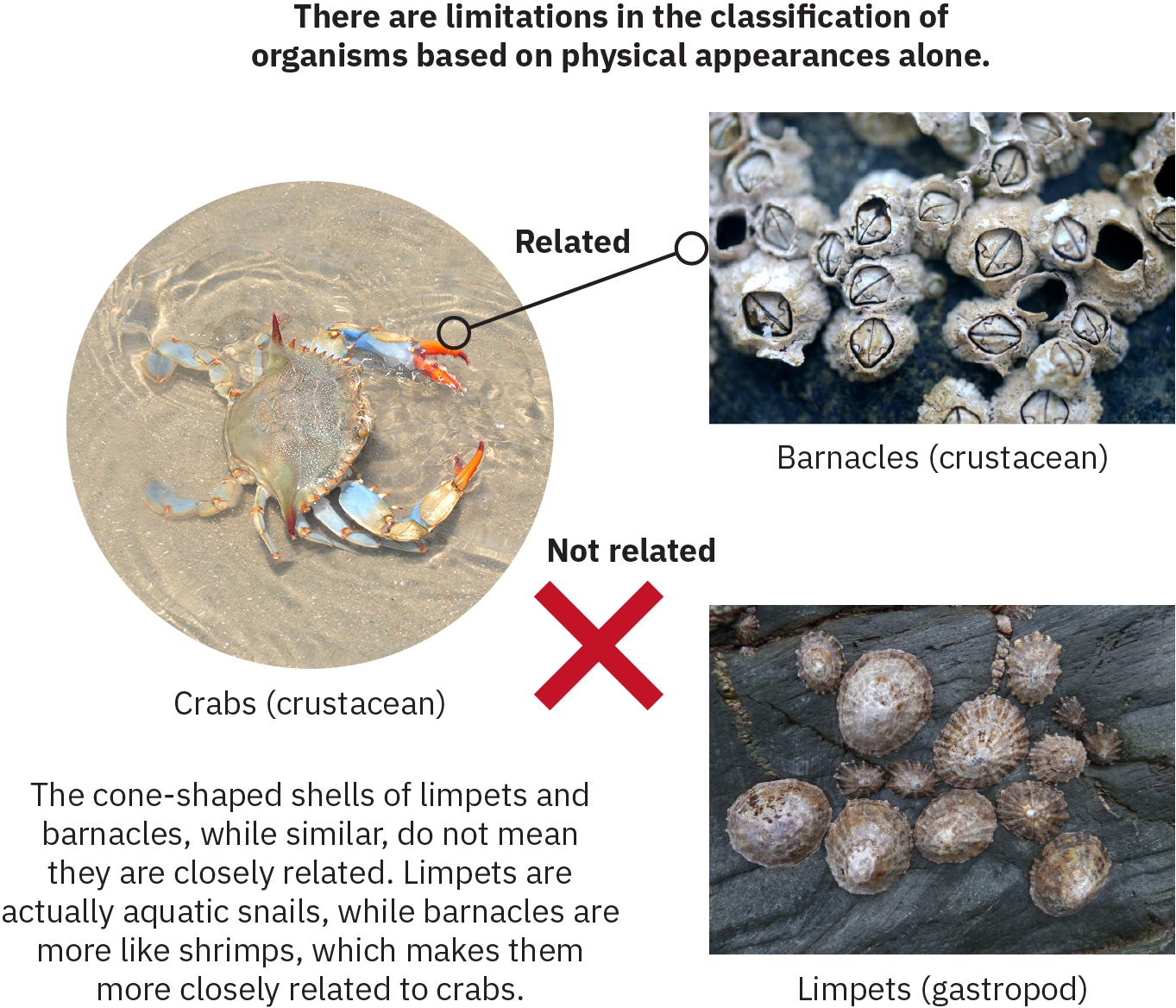 信息图包含三个主要部分：藤壶、螃蟹和帽贝。 被识别为甲壳类动物的藤壶和被识别为腹足动物的帽贝具有相似的形态——两者都是一小群带有硬壳的生物。 螃蟹。也被确定为甲壳类动物，有明显的腿和大钳子。 螃蟹和藤壶之间的一条线被标记为 “相关”。 帽贝和螃蟹之间出现一个 X，上面写着 “不相关” 字样。 图片上的文字写着：“帽贝和藤壶的锥形外壳虽然相似，但并不意味着它们密切相关。 帽贝实际上是水生蜗牛，而藤壶更像虾，这使得它们与螃蟹的关系更加密切。”