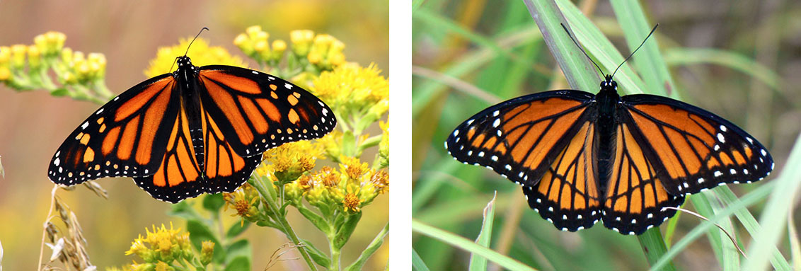 左：橙色和黑色的蝴蝶，翅膀上有棱角分明的彩色面板。；右：另一只橙色和黑色的蝴蝶，翅膀上有棱角分明的彩色面板翅膀上的图案与左边的蝴蝶上的图案略有不同。