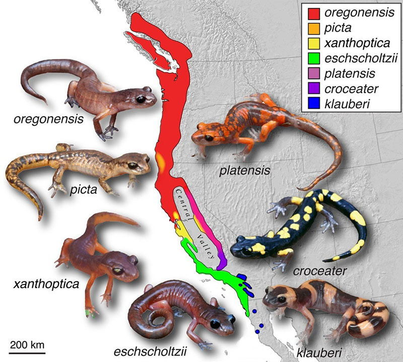 Mapa mostrando a costa oeste dos Estados Unidos, que se estende do Canadá ao México. As faixas de várias espécies diferentes de salamandras aparecem no mapa, junto com imagens de um indivíduo de cada espécie. Cada intervalo é distinto e claramente delineado. As cordilheiras se alinham, uma na outra, em uma faixa ao longo da costa.