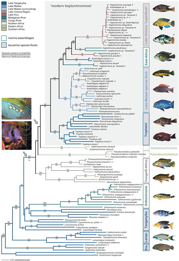 Diagrama representando pelo menos duzentas espécies de peixes descendentes de um único par ancestral. Os peixes são agrupados em uma das dez categorias rotuladas por uma região geográfica ou uma massa de água.