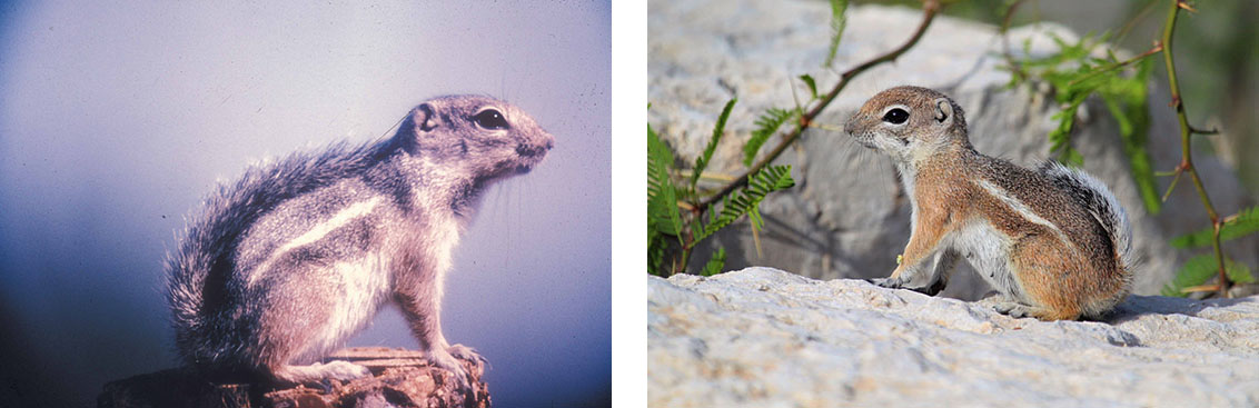 左：小松鼠，尾巴向后转，侧面有条纹。；右：另一只小松鼠，尾巴向后转，侧面有一条条纹。