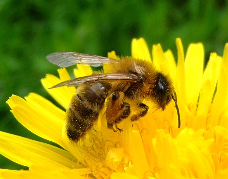 一只蜜蜂在蒲公英花上。