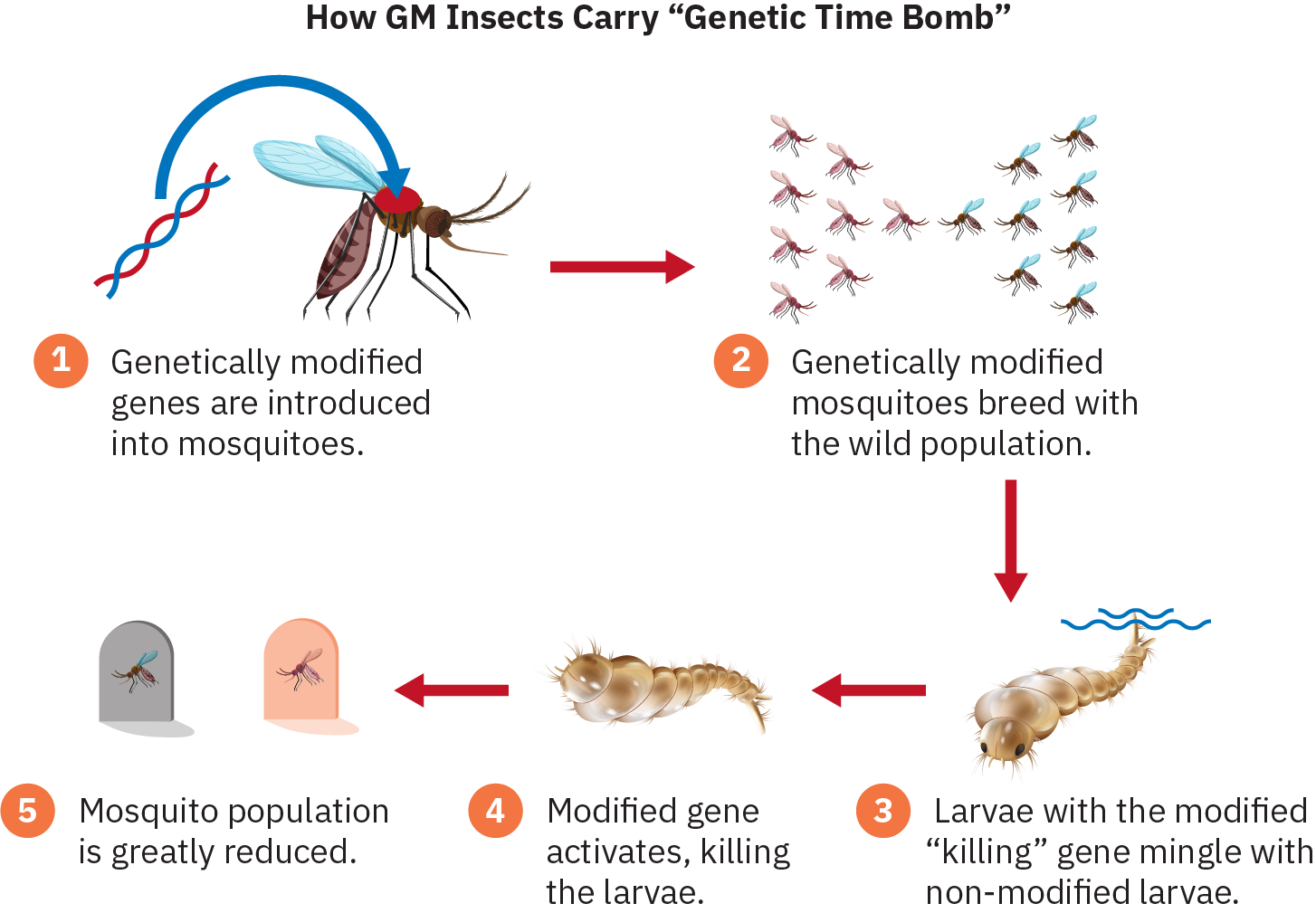 Infographic depicting the following steps: 1) Genetically modified genes are introduced into mosquitoes. 2) Genetically modified mosquitoes breed with wild population. 3) Larvae with the modified “killing” gene mingle with non-modified larvae. 4) Modified gene activates, killing the larvae. 5) Mosquito population is greatly reduced.