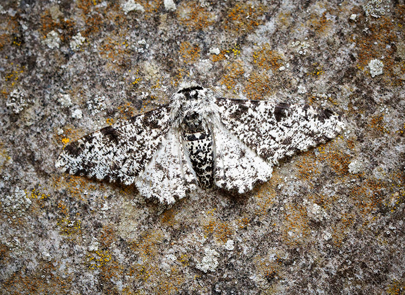 Mariposa com asas salpicadas apoiada no tronco de uma árvore com casca mostrando um padrão e coloração semelhantes.