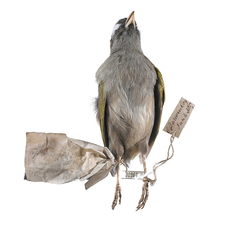 保存的死雀标本，脚上贴有标签。
