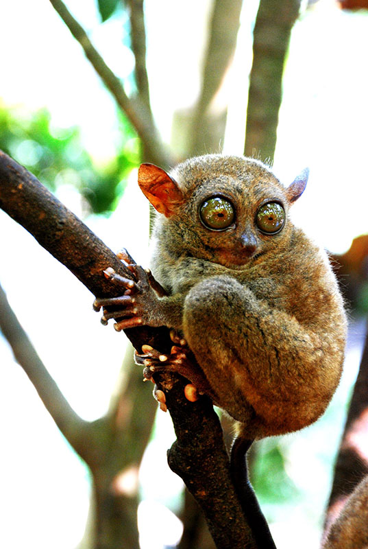 Pequeno primata com grandes olhos salientes agarrados a um galho de árvore.