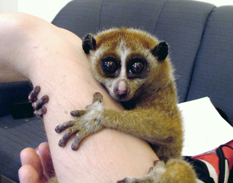 Petit primate aux grands yeux accrochant le poignet d'une personne.