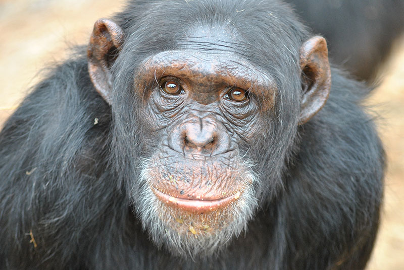 شمبانزي ينظر مباشرة إلى الكاميرا.