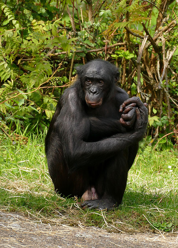 Bonobo crouching juu ya ardhi na mikono yake folded juu ya goti moja.