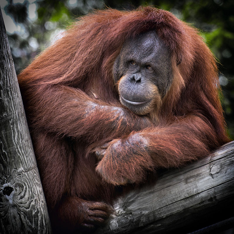 Orangutan ameketi katika kota ya jukwaa la mbao.