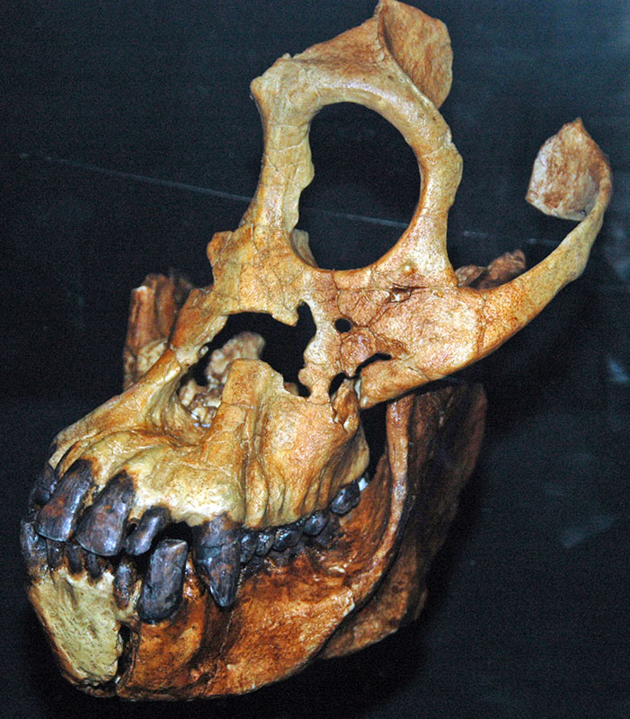 Cráneo parcial con grandes cuencas oculares y mandíbula sobresaliente. Los dientes están intactos.