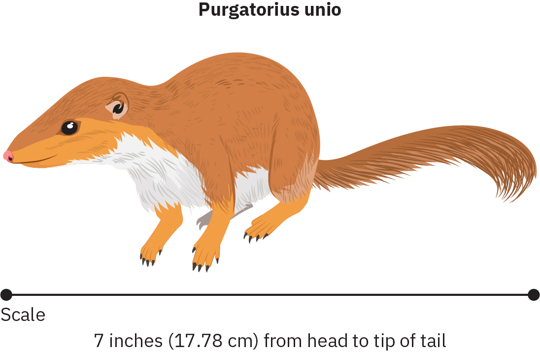 带有锥形头骨、小耳朵和长尾巴的小哺乳动物的素描。 这只动物的四条腿都站立。 草图下方的刻度将动物标识为从头到尾尖的 7 英寸（17.78 厘米）。