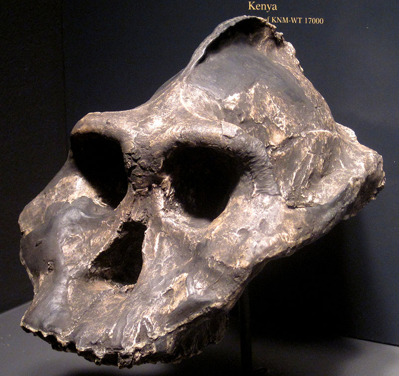 Crânio parcial exibindo uma crista sagital pronunciada, sulcos da sobrancelha e grandes órbitas oculares