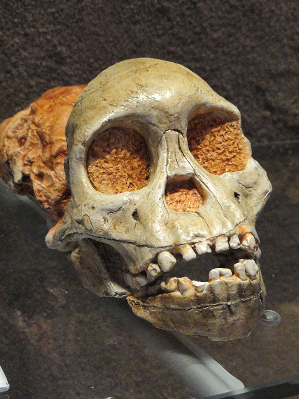 Crânio parcial com várias características humanas, incluindo pequenos caninos, projeção mínima da mandíbula e sem sulcos na sobrancelha.