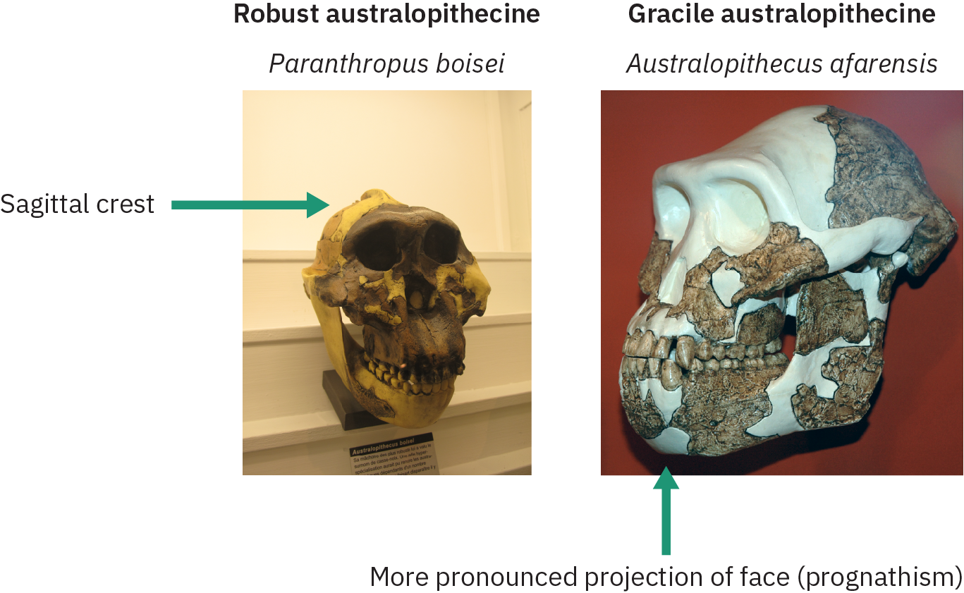Dois crânios, um identificado como “australopitecino robusto” e o outro como “australopitecino gracile”. O espécime Robust tem uma crista óssea ao longo da parte superior do crânio, identificada como uma crista sagital. O espécime Gracile exibe uma projeção pronunciada da face.