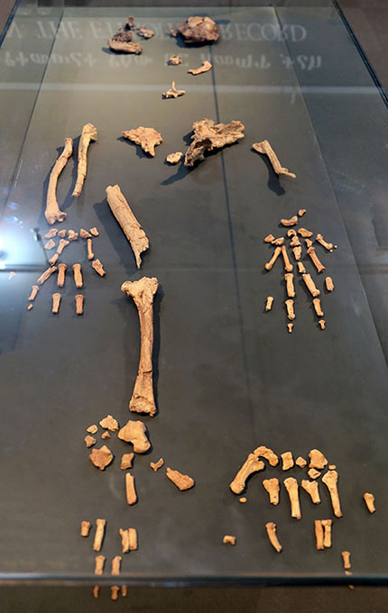 Squelette partiel posé sur une table. Moins du quart des os sont présents.