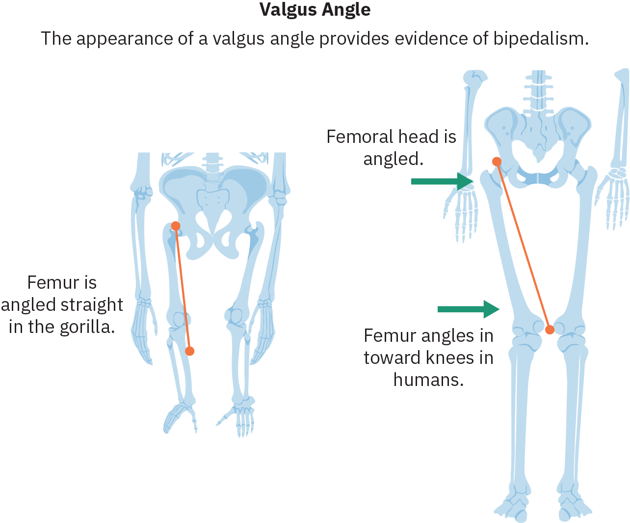 Sketches of the hips and legs of two different species. On the left is a skeleton with long arms and short legs that extend straight down from the hips. A line traces the femur (upper leg bone) and the related text reads “Femur is angled straight in the gorilla.” On the right is a human skeleton. The femurs on this skeleton angle inward, with the knees closer together than the hip sockets. Text pointing to the hip reads “Femoral head is angled.” Text pointing to the femur reads “Femur angles in towards knees in humans.”