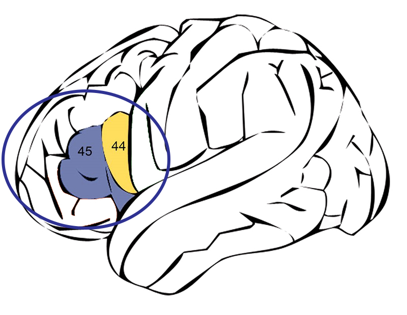 A diagram of the brain with two areas circled in the forebrain, one labelled 44 and the other labelled 45. Areas 44 and 45 are directly next to each other.