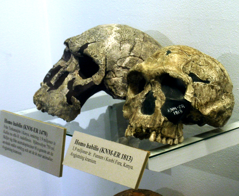The H. rudolfensis skull is larger and more elongated, with a longer area beneath the eyes, while the H. habilis skull is wider and rounder.