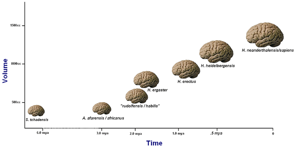 Um gráfico com “Tempo” no eixo x e “Volume” no eixo y. Sete esquemas rotulados de cérebros aparecem dentro do gráfico, com espécimes ficando visivelmente maiores no período entre 2,0 mya e o presente.