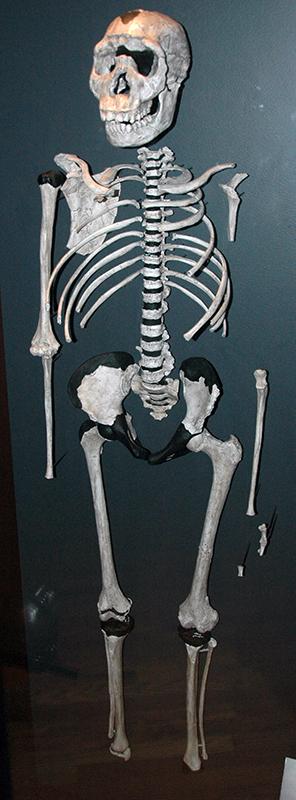 少年个体的部分骨架。