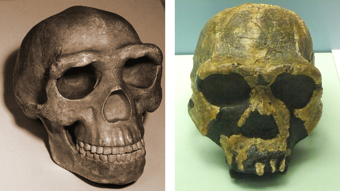(على اليسار) جمجمة من فصيلة هومو تُظهر بنية عظمية واضحة فوق العينين. (على اليمين) جمجمة هومو إيغاستر