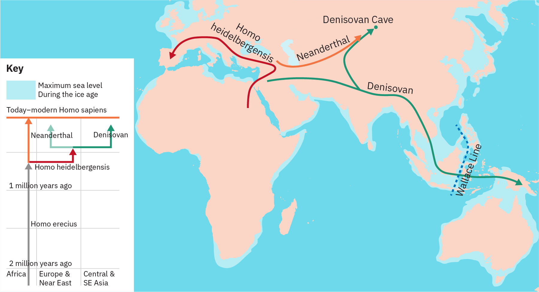 L'arbre phylogénétique montre une lignée qui s'étend dans le temps, depuis 2 millions d'années jusqu'à « l'Homo sapiens moderne d'aujourd'hui ». À partir de cette ligne se trouve une ligne pour « Homo heidelbergensis », qui à son tour bifurque en lignes pour « Néandertal » et « Denisovan ». La carte montre les Denisoviens qui migrent du Moyen-Orient à travers le sous-continent indien et vers la Nouvelle-Zélande. Un embranchement de la voie de Denisovan mène en Russie. Il a été démontré que les Néandertaliens ont émigré du Moyen-Orient vers la Russie. Il a été démontré que l'Homo heideibergensis a migré d'Afrique, en passant par le Moyen-Orient et en Europe, jusqu'en Espagne.