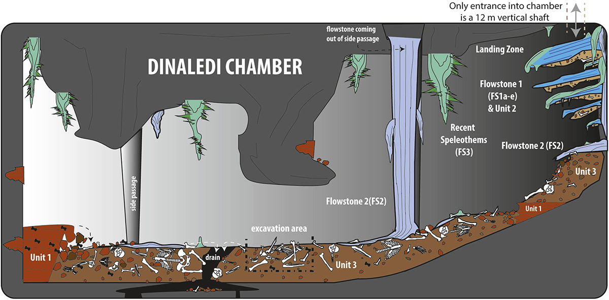 Esboço de uma caverna, mostrando várias características geológicas saindo do teto e das paredes. A “área de escavação” fica no chão da caverna, perto de um recurso chamado “dreno”.