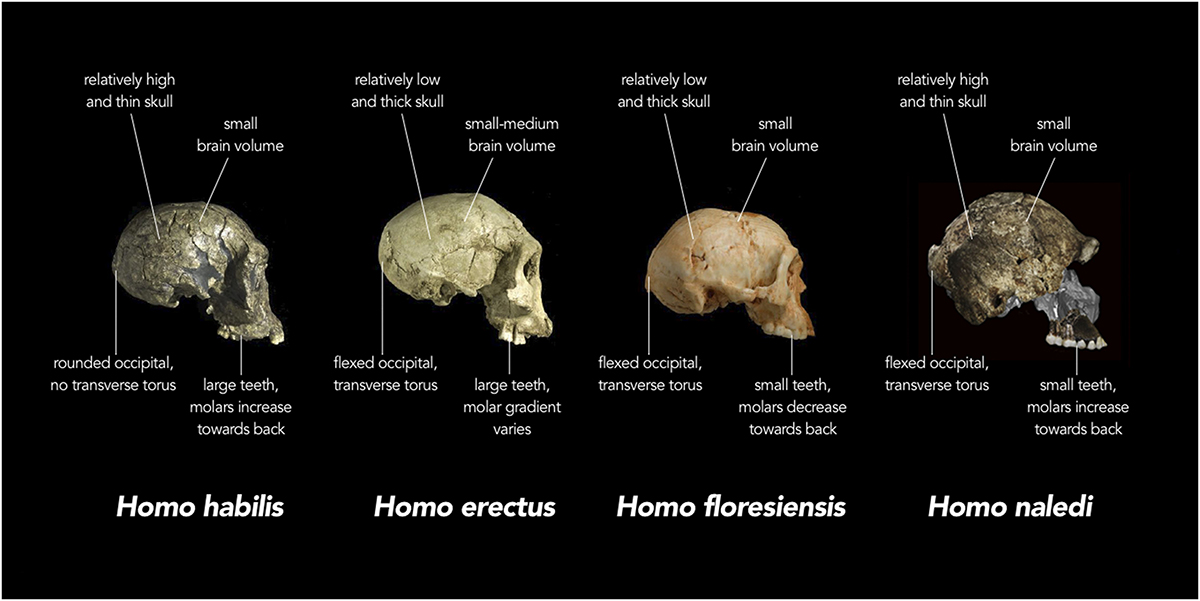 Quatre crânes différents, Homo habilis, Homo erectus, Homo floresiensis et Homo naledi. L'homo habilis est marqué par les caractéristiques suivantes : crâne relativement haut et mince ; petit volume cérébral ; occipital arrondi, pas de tore transversal ; dents larges, les molaires augmentent vers l'arrière. L'homo erectus est marqué par les caractéristiques suivantes : crâne relativement bas et épais ; volume cérébral petit à moyen ; tore occipital transversal fléchi ; dents grandes ; gradient molaire variable. L'Homo floresiensis est marqué par les caractéristiques suivantes : crâne relativement bas et épais ; petit volume cérébral ; tore occipital transversal fléchi ; dents petites et molaires décroissantes vers l'arrière. L'homo naledi est marqué par les caractéristiques suivantes : crâne relativement haut et fin, petit volume cérébral ; tore occipital et transversal fléchi ; dents petites et molaires augmentées vers l'arrière.