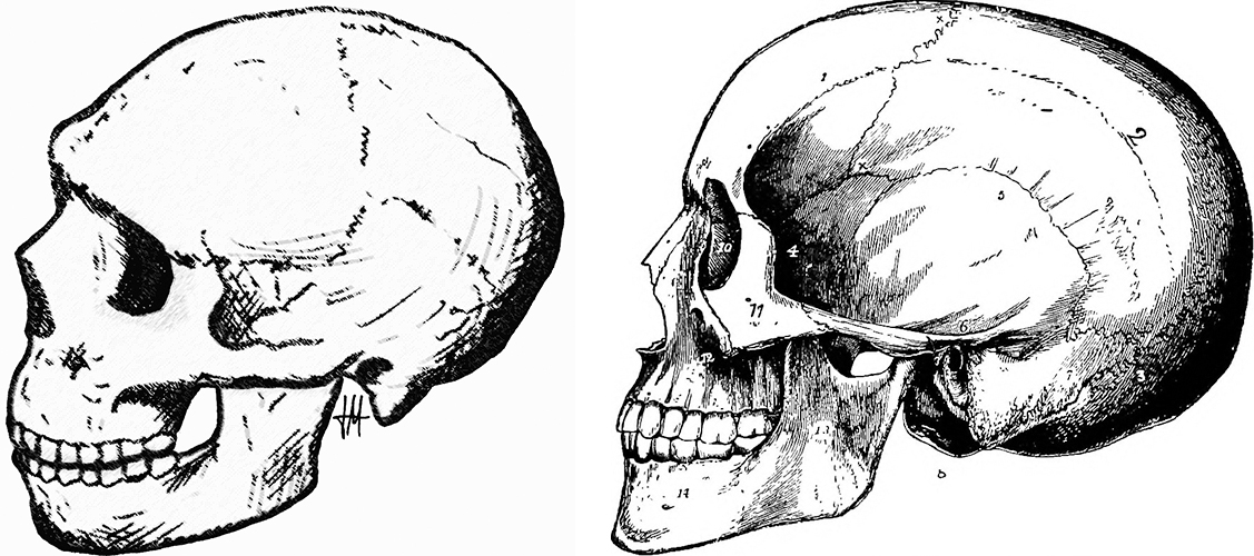 （左）尼安德特人的头骨，下巴短，形状圆润。 （右）智人头骨，下巴锋利、明显，形状细长。