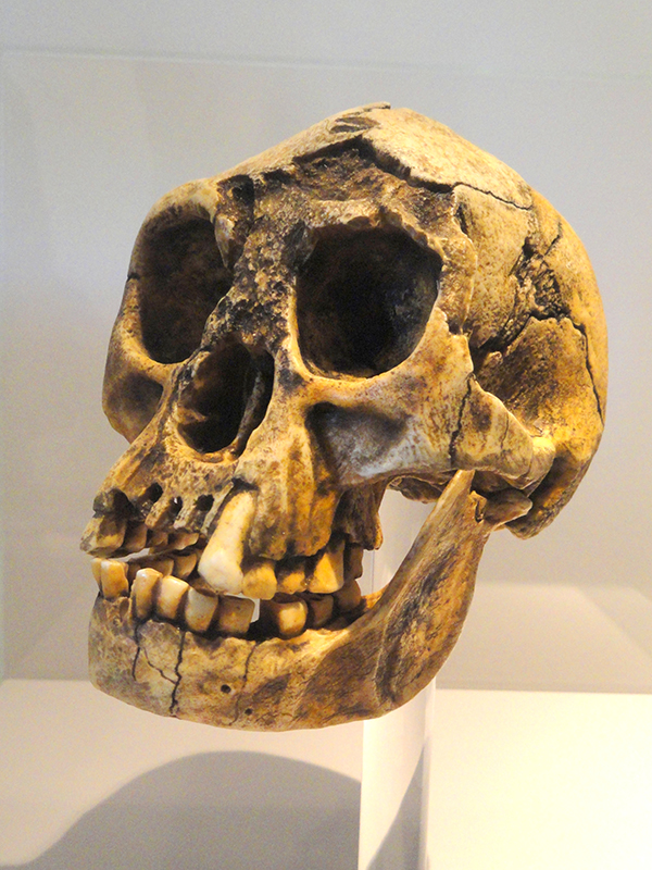 جمجمة كاملة، بما في ذلك عظم الفك السفلي، مع فتحات كبيرة للعين وأسنان سليمة.