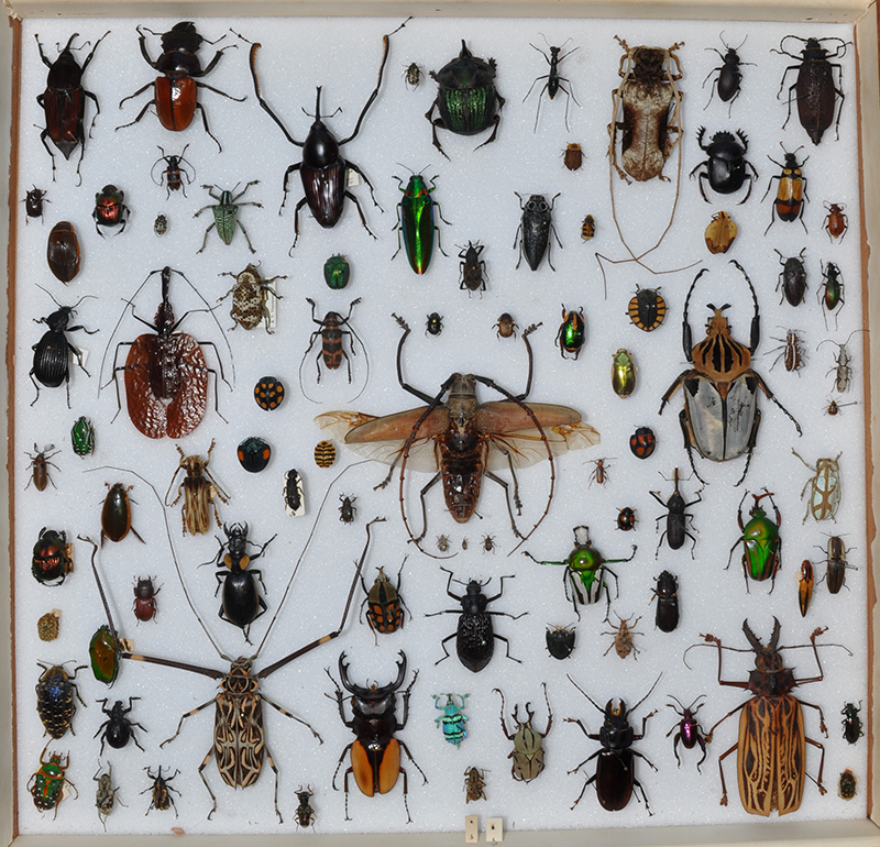 Uma grande bandeja de exibição com uma variedade de espécies de besouros de todas as formas e tamanhos.