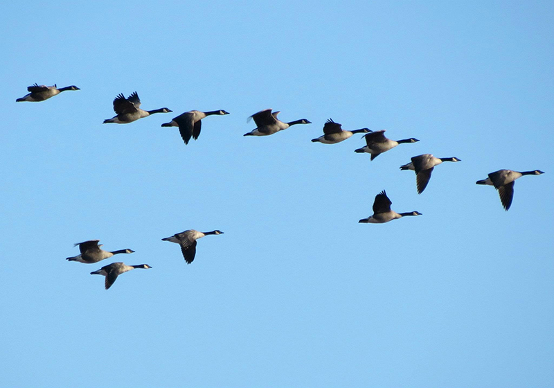 Doze gansos canadenses voando em uma formação em V em um céu claro.