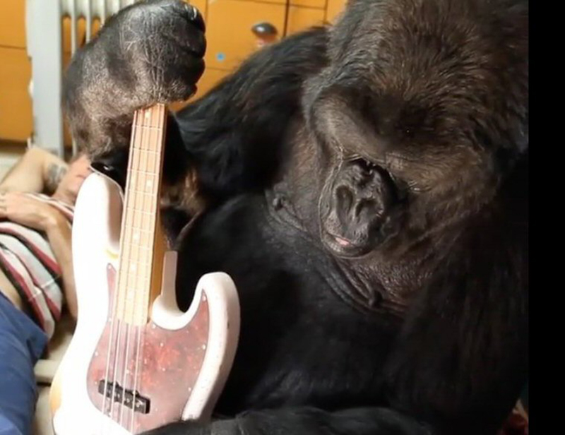 Un gorille tenant une guitare par le cou.