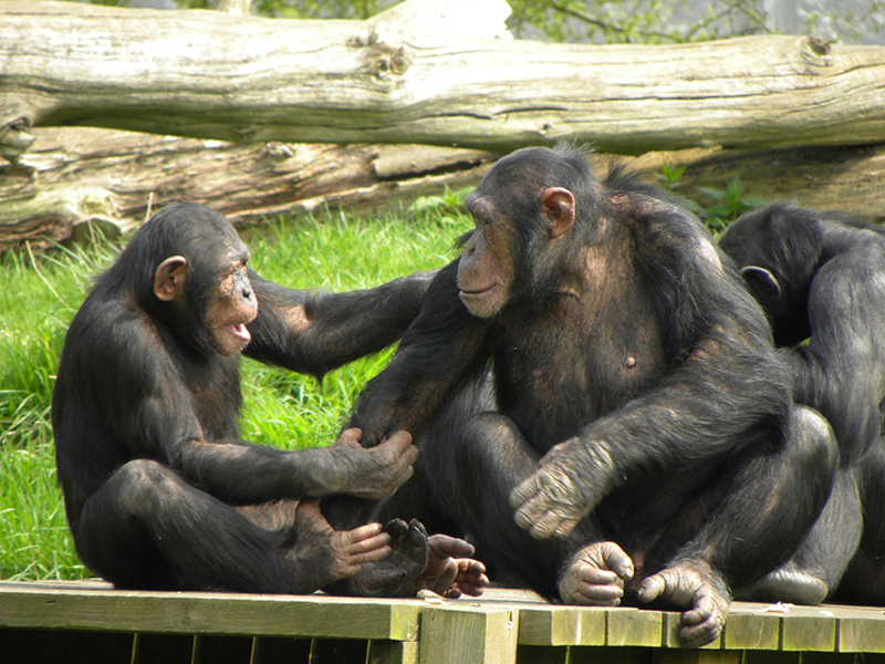 Um grupo de chimpanzés. Um coloca a mão no ombro do outro e olha diretamente para ele com o mês aberto. O outro chimpanzé olha atentamente para trás.