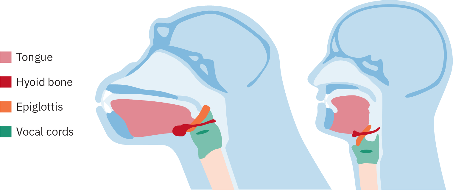 Dois diagramas, mostrando o desenvolvimento ao longo do tempo. No primeiro, o osso hióide e a epiglote estão no alto da parte posterior da garganta. No segundo, representando um ser humano moderno, o osso hióide e a epiglote se deslocaram para uma posição mais para trás e mais abaixo na garganta.
