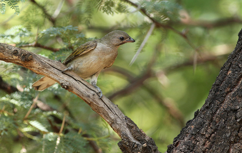 Un pájaro guía de miel sentado en una rama de árbol