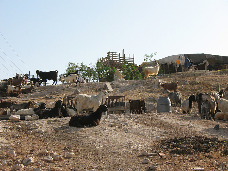 阿拉伯草原上的一群绵羊、山羊和骆驼。