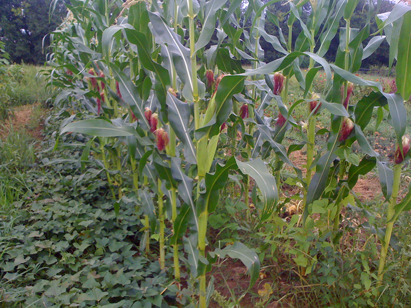 Um campo de milho com borlas marrons com outras culturas crescendo embaixo do milho.