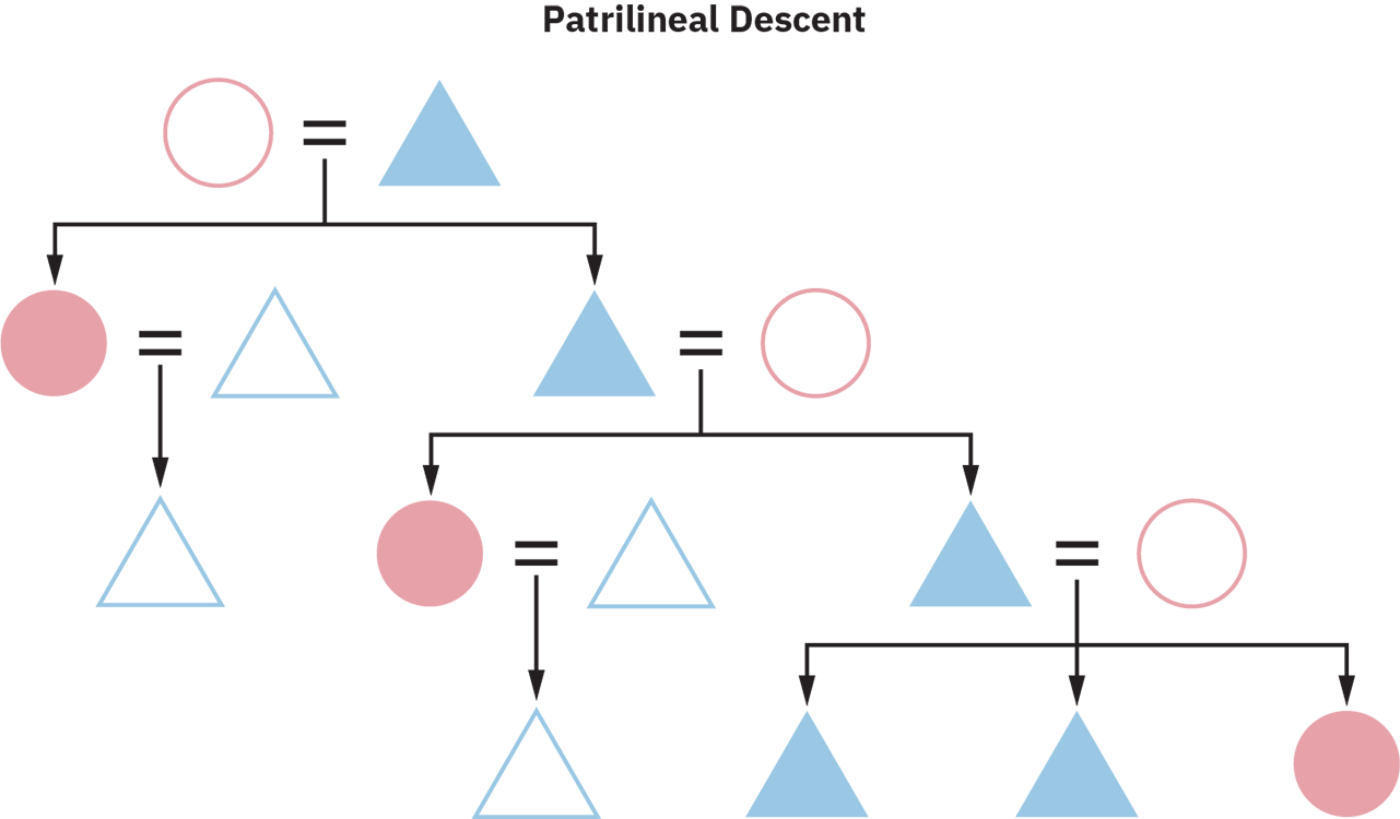 Um gráfico de descendência patrilinear de várias gerações. Todos os filhotes são marcados como triângulos azuis e fazem parte da descendência do pai, e a descendência passa apenas pelos machos.